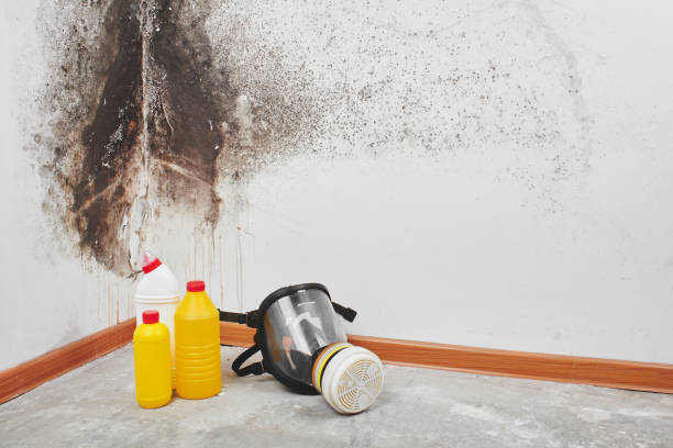 Best Certified Mold Removal  in Kirbyville, TX