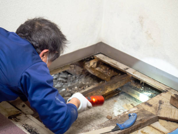 Best Mold Testing  in Kirbyville, TX