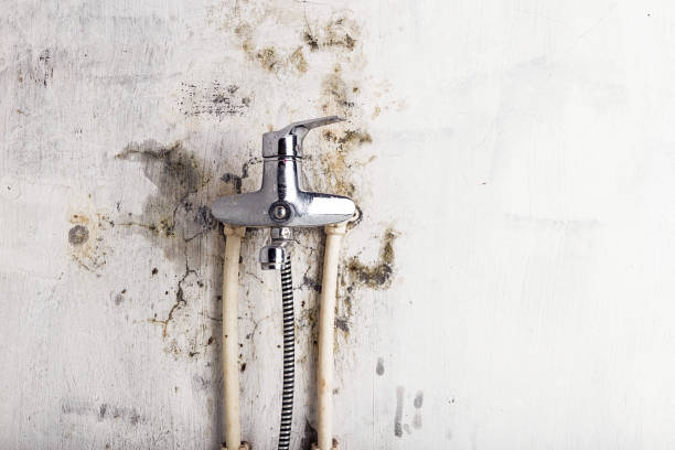 Best Mold Damage Repair  in Kirbyville, TX