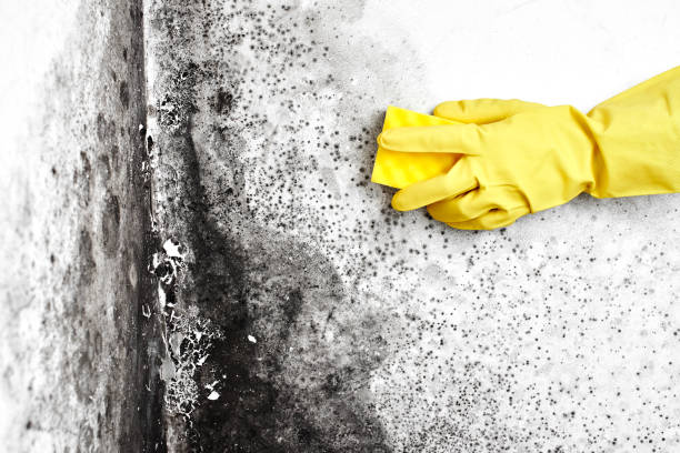 Best Fast Mold Removal  in Kirbyville, TX