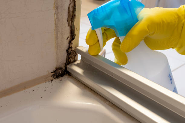 Best Same-Day Mold Removal  in Kirbyville, TX