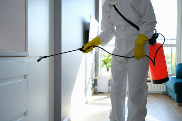Best Toxic Mold Removal  in Kirbyville, TX