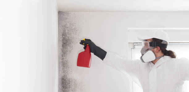 Best Toxic Mold Removal  in Kirbyville, TX