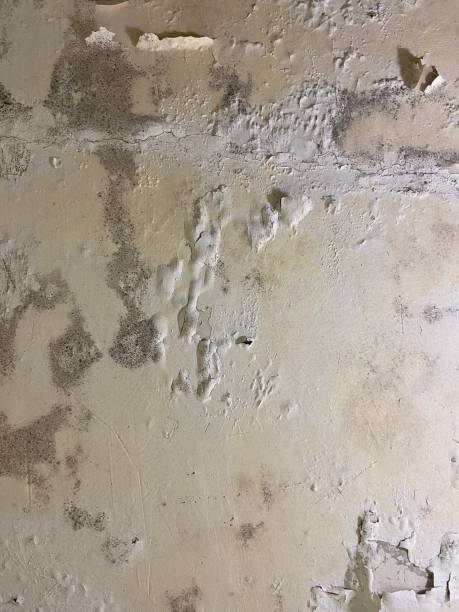 Best Mold Testing  in Kirbyville, TX