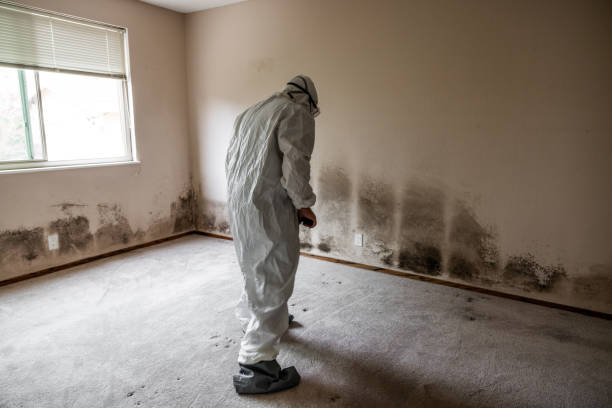 Best Mold Removal Specialists  in Kirbyville, TX
