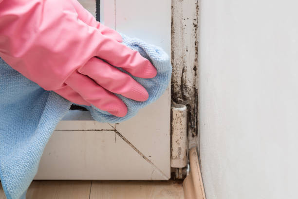 Best Residential Mold Removal  in Kirbyville, TX