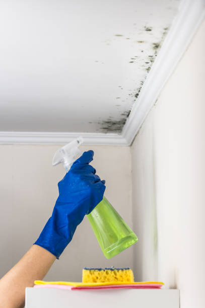 Best Mold Remediation  in Kirbyville, TX